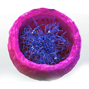 Microslide the Cell Nucleus